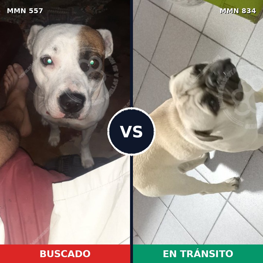 Comparativa MMS 19609: mascota perdida y mascota encontrada, 38% de similitud