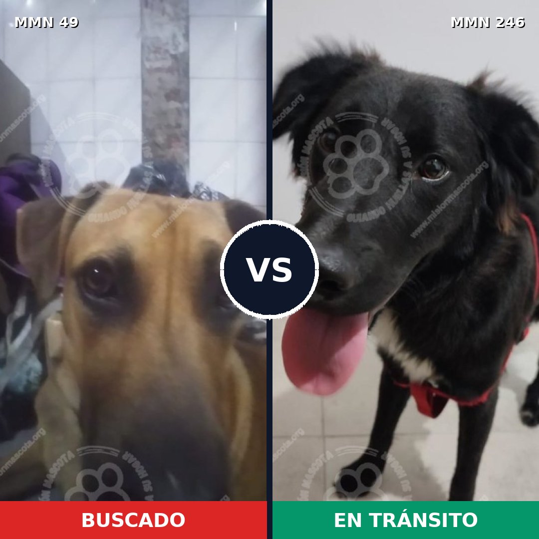 Comparativa MMS 1961: mascota perdida y mascota encontrada, 61% de similitud
