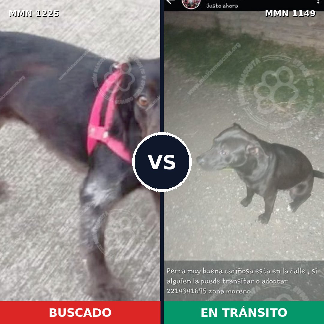 Comparativa MMS 19613: mascota perdida y mascota encontrada, 42% de similitud