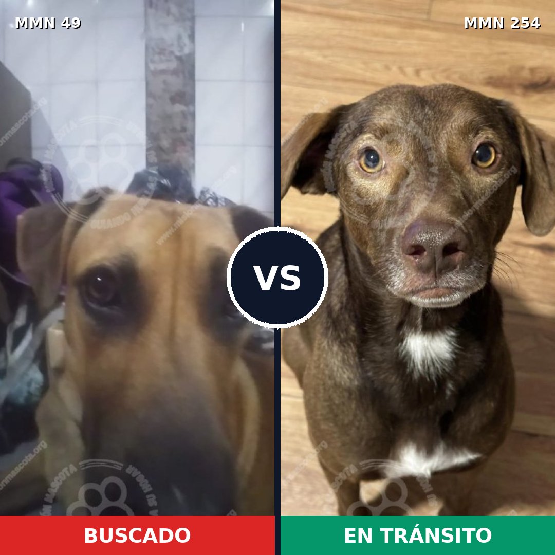 Comparativa MMS 1963: mascota perdida y mascota encontrada, 61% de similitud