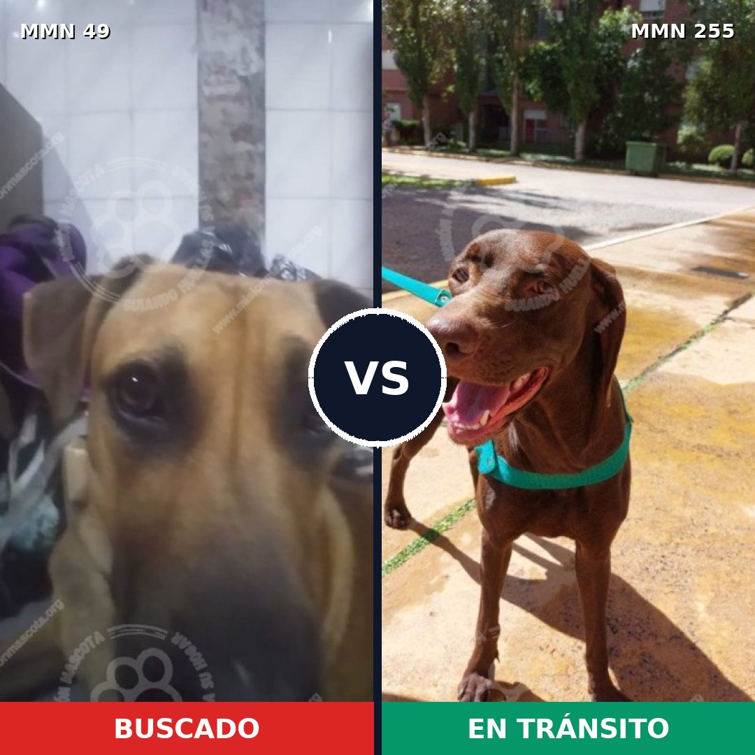 Comparativa MMS 1964: mascota perdida y mascota encontrada, 73% de similitud