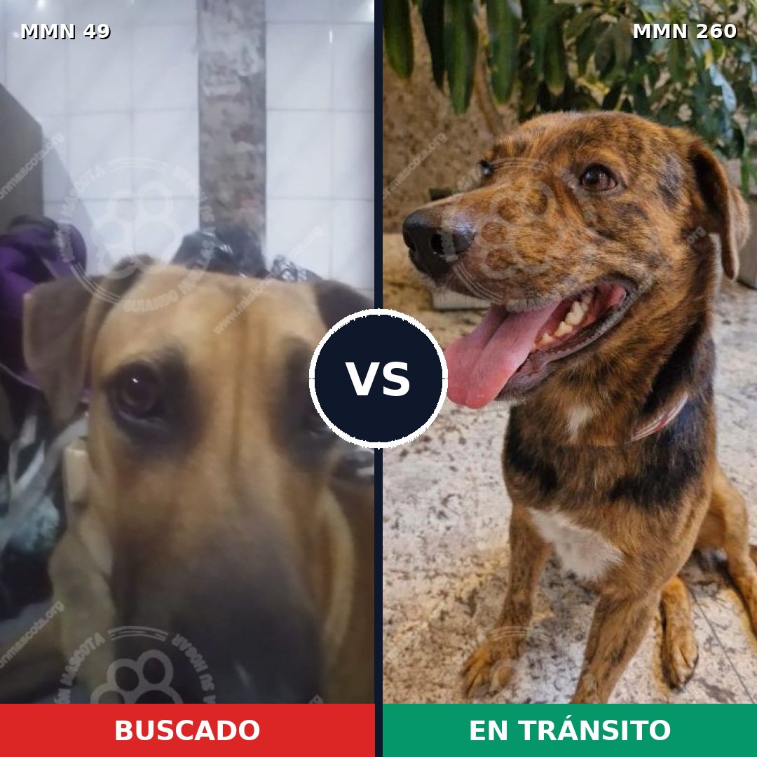 Comparativa MMS 1965: mascota perdida y mascota encontrada, 77% de similitud
