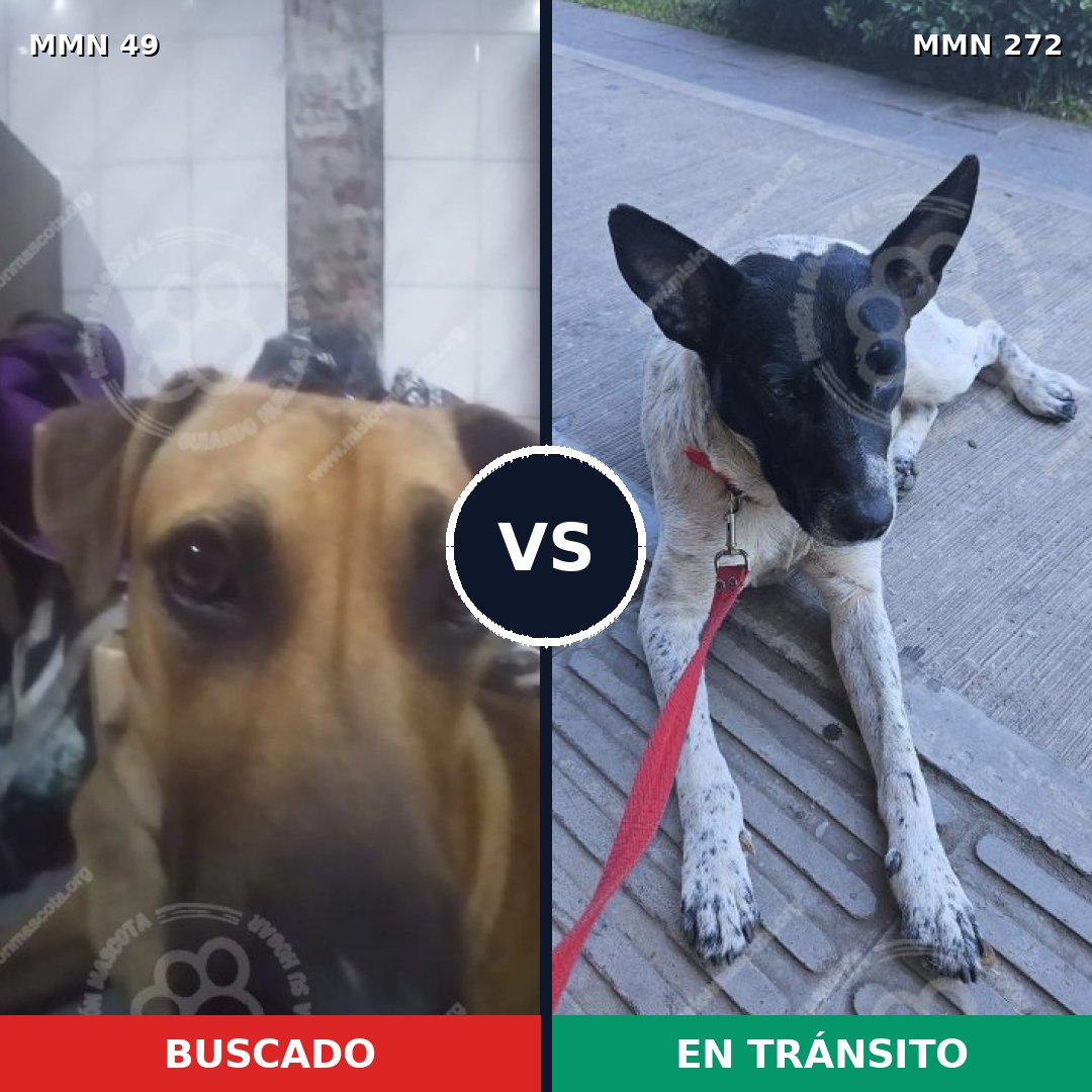 Comparativa MMS 1966: mascota perdida y mascota encontrada, 74% de similitud