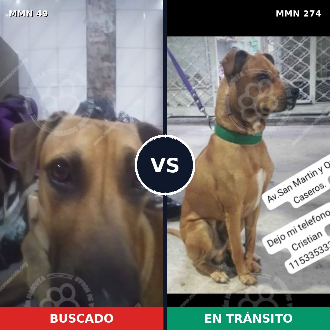 Comparativa MMS 1967: mascota perdida y mascota encontrada, 63% de similitud