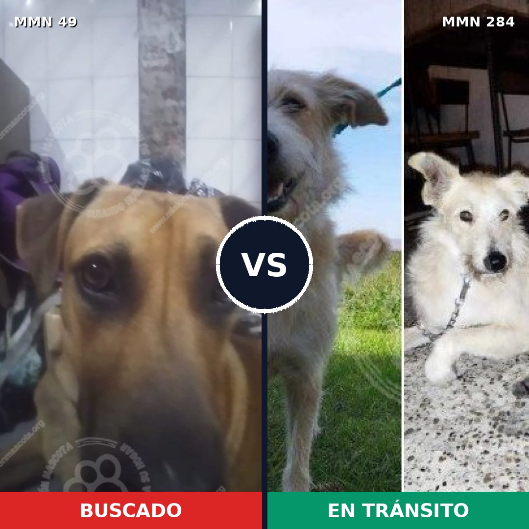Comparativa MMS 1968: mascota perdida y mascota encontrada, 57% de similitud