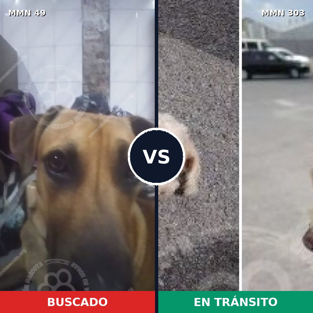 Comparativa MMS 1969: mascota perdida y mascota encontrada, 15% de similitud