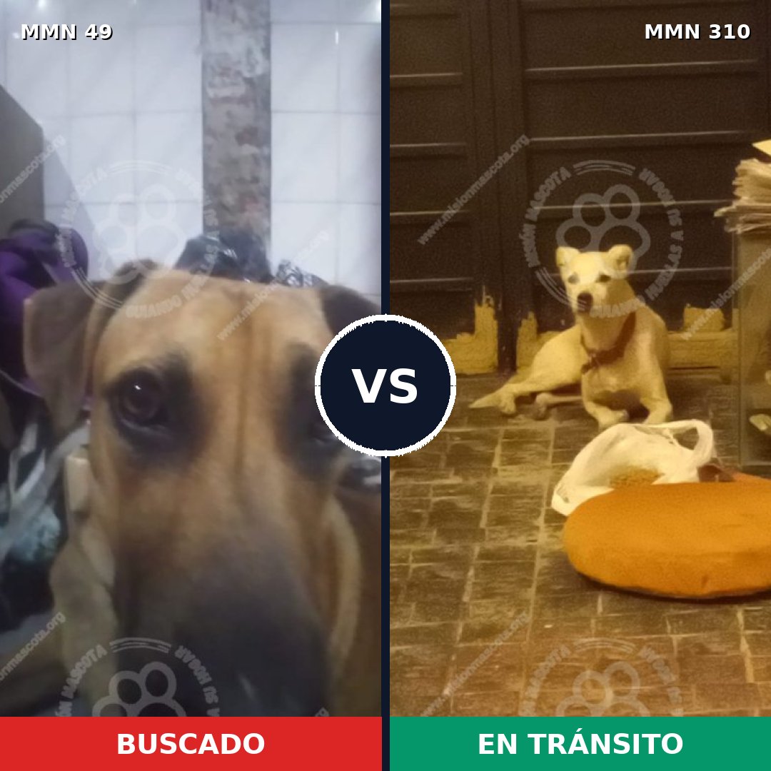 Comparativa MMS 1970: mascota perdida y mascota encontrada, 58% de similitud