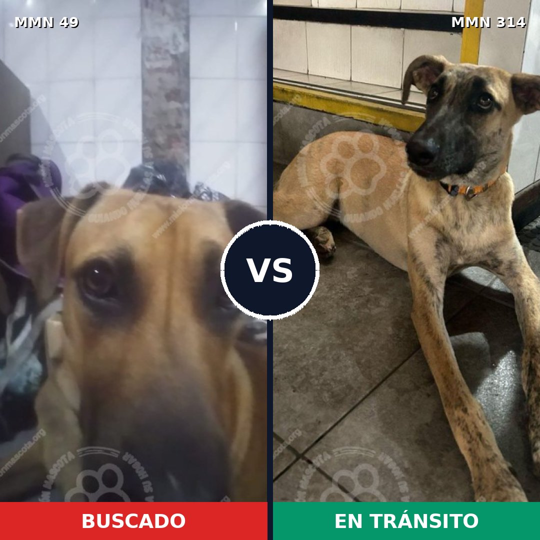 Comparativa MMS 1971: mascota perdida y mascota encontrada, 72% de similitud