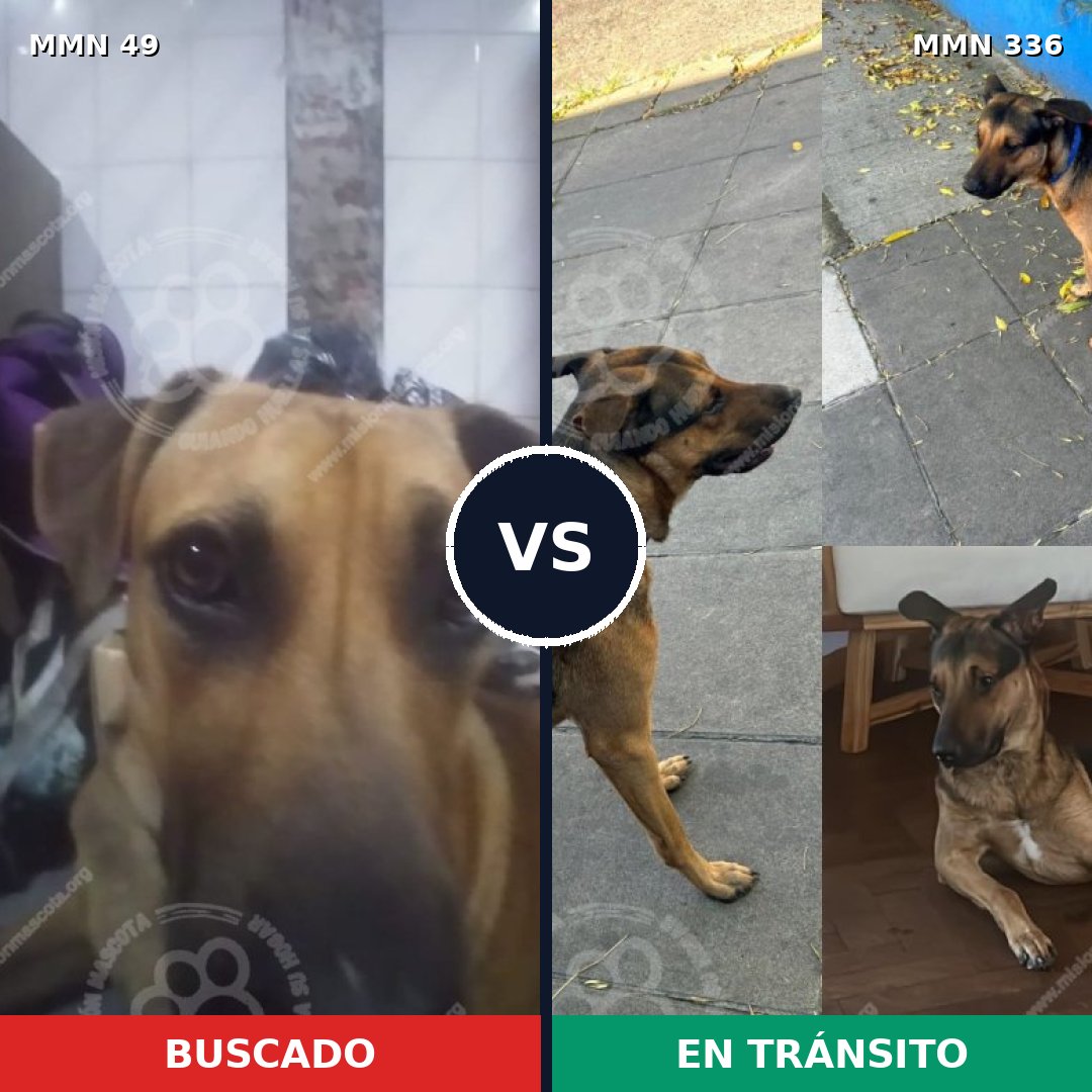 Comparativa MMS 1972: mascota perdida y mascota encontrada, 59% de similitud
