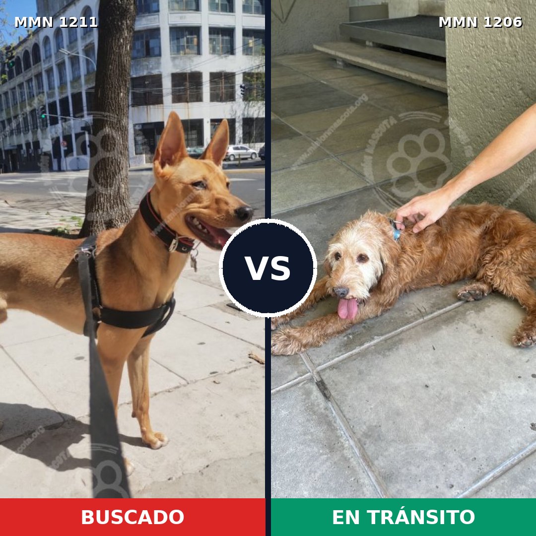 Comparativa MMS 19729: mascota perdida y mascota encontrada, 73% de similitud