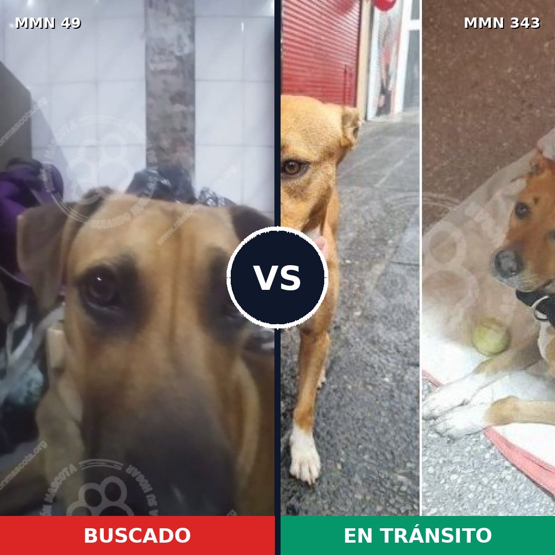 Comparativa MMS 1973: mascota perdida y mascota encontrada, 59% de similitud