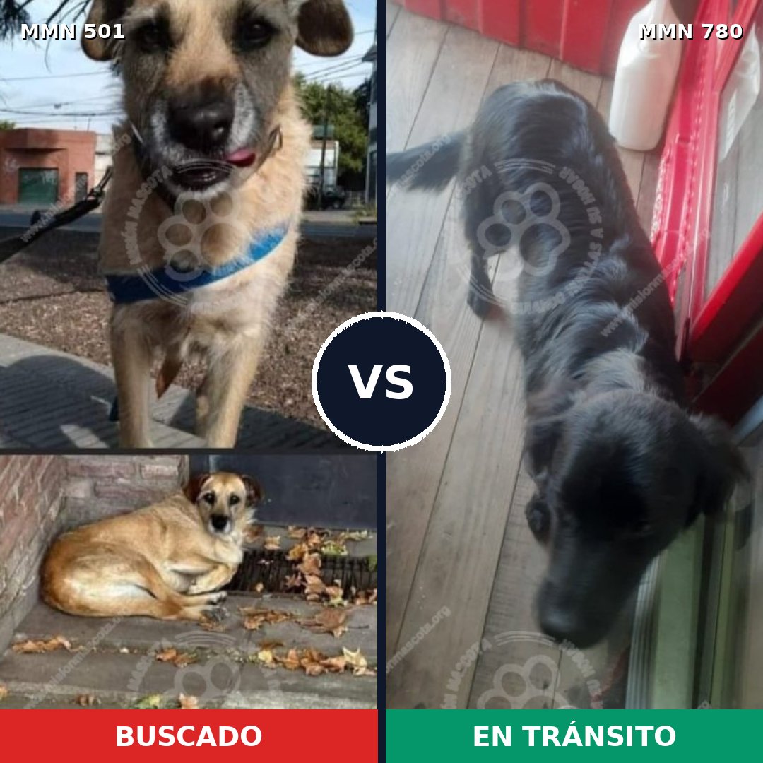 Comparativa MMS 19732: mascota perdida y mascota encontrada, 54% de similitud