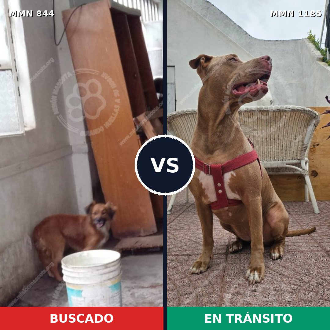 Comparativa MMS 19733: mascota perdida y mascota encontrada, 40% de similitud