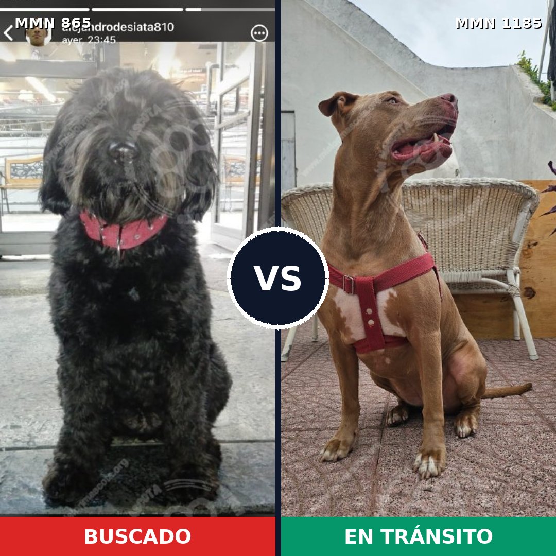 Comparativa MMS 19734: mascota perdida y mascota encontrada, 30% de similitud