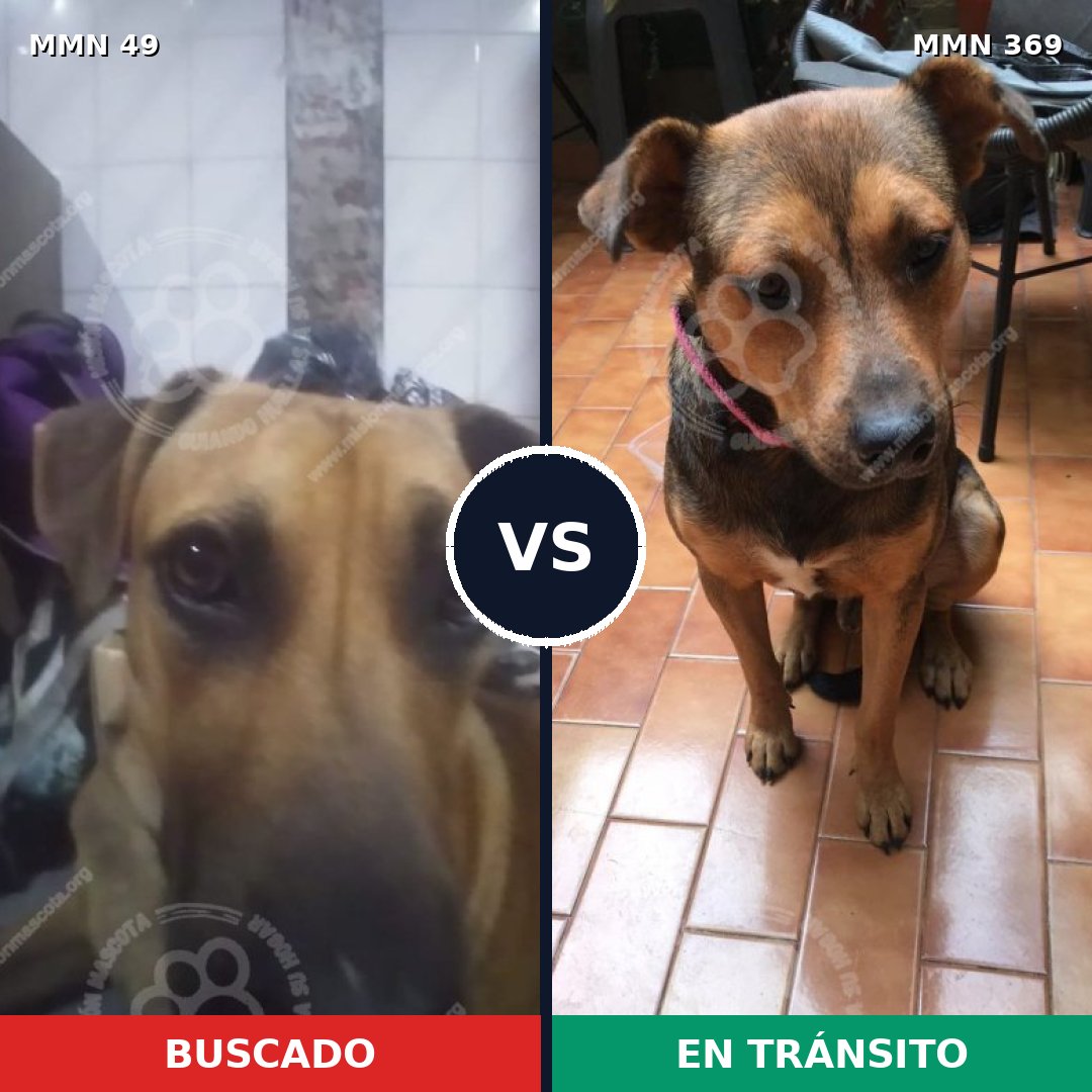 Comparativa MMS 1974: mascota perdida y mascota encontrada, 63% de similitud