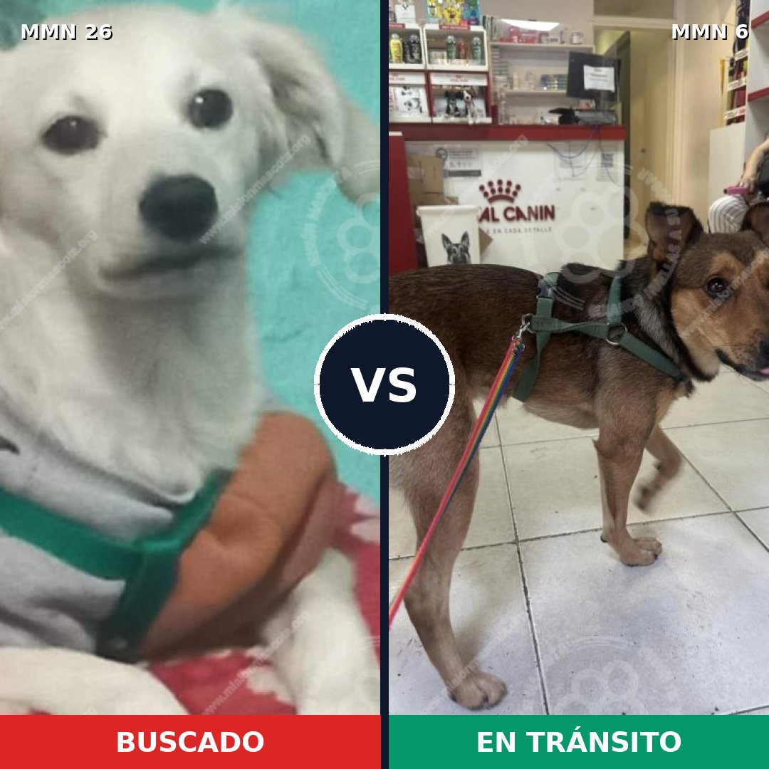 Comparativa MMS 19740: mascota perdida y mascota encontrada, 68% de similitud