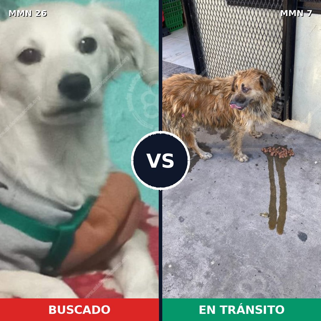 Comparativa MMS 19741: mascota perdida y mascota encontrada, 47% de similitud