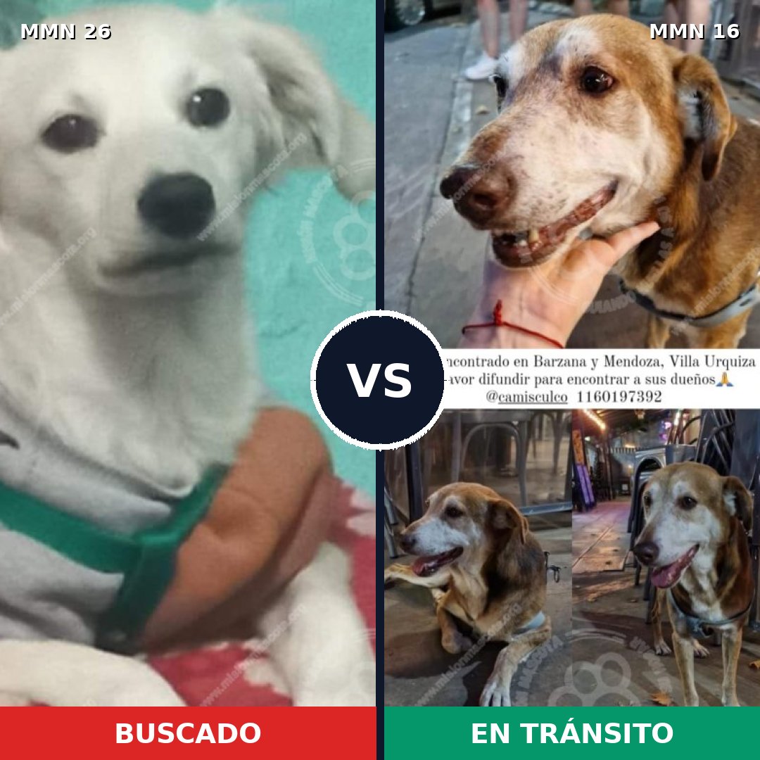 Comparativa MMS 19742: mascota perdida y mascota encontrada, 61% de similitud