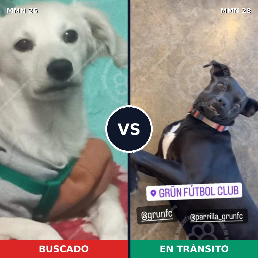 Comparativa MMS 19743: mascota perdida y mascota encontrada, 58% de similitud