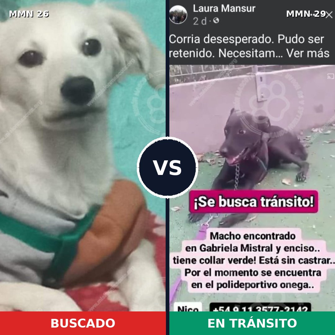 Comparativa MMS 19744: mascota perdida y mascota encontrada, 44% de similitud