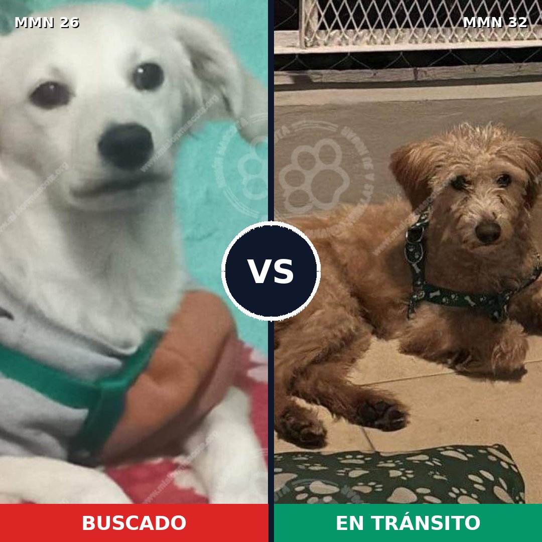 Comparativa MMS 19745: mascota perdida y mascota encontrada, 61% de similitud