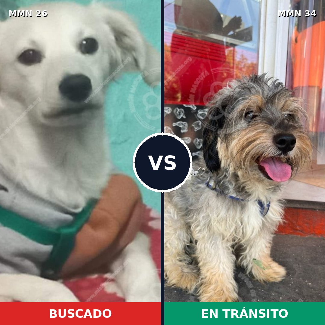 Comparativa MMS 19746: mascota perdida y mascota encontrada, 68% de similitud