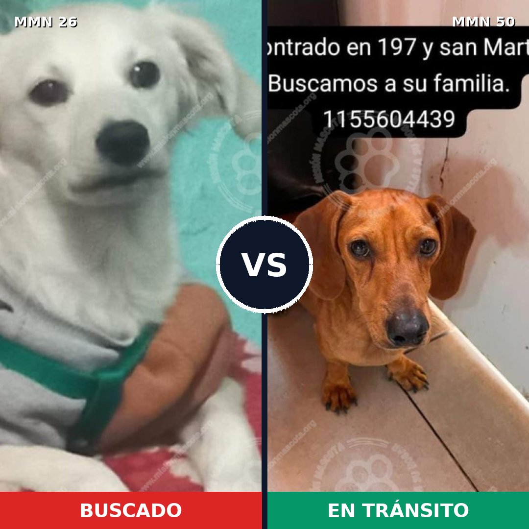 Comparativa MMS 19749: mascota perdida y mascota encontrada, 42% de similitud