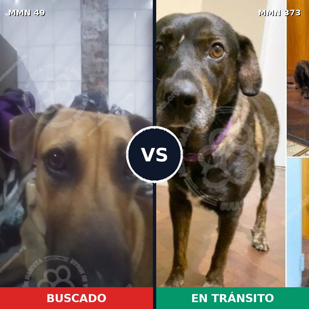 Comparativa MMS 1975: mascota perdida y mascota encontrada, 56% de similitud