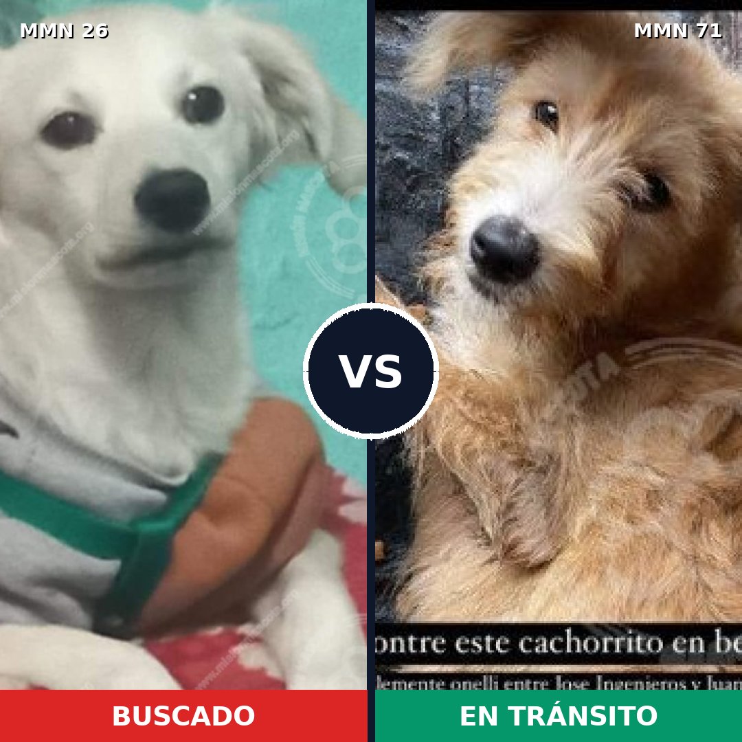 Comparativa MMS 19750: mascota perdida y mascota encontrada, 66% de similitud
