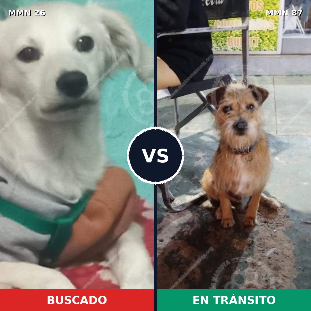 Comparativa MMS 19751: mascota perdida y mascota encontrada, 58% de similitud