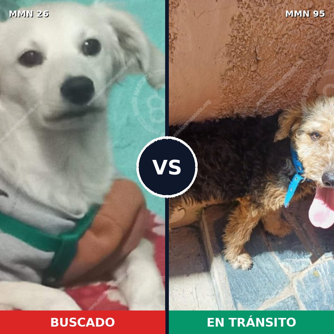 Comparativa MMS 19752: mascota perdida y mascota encontrada, 56% de similitud