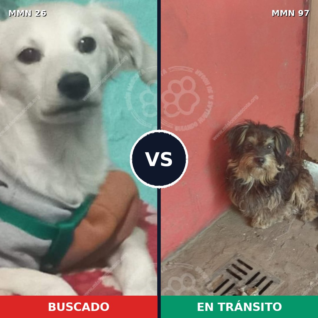 Comparativa MMS 19753: mascota perdida y mascota encontrada, 66% de similitud