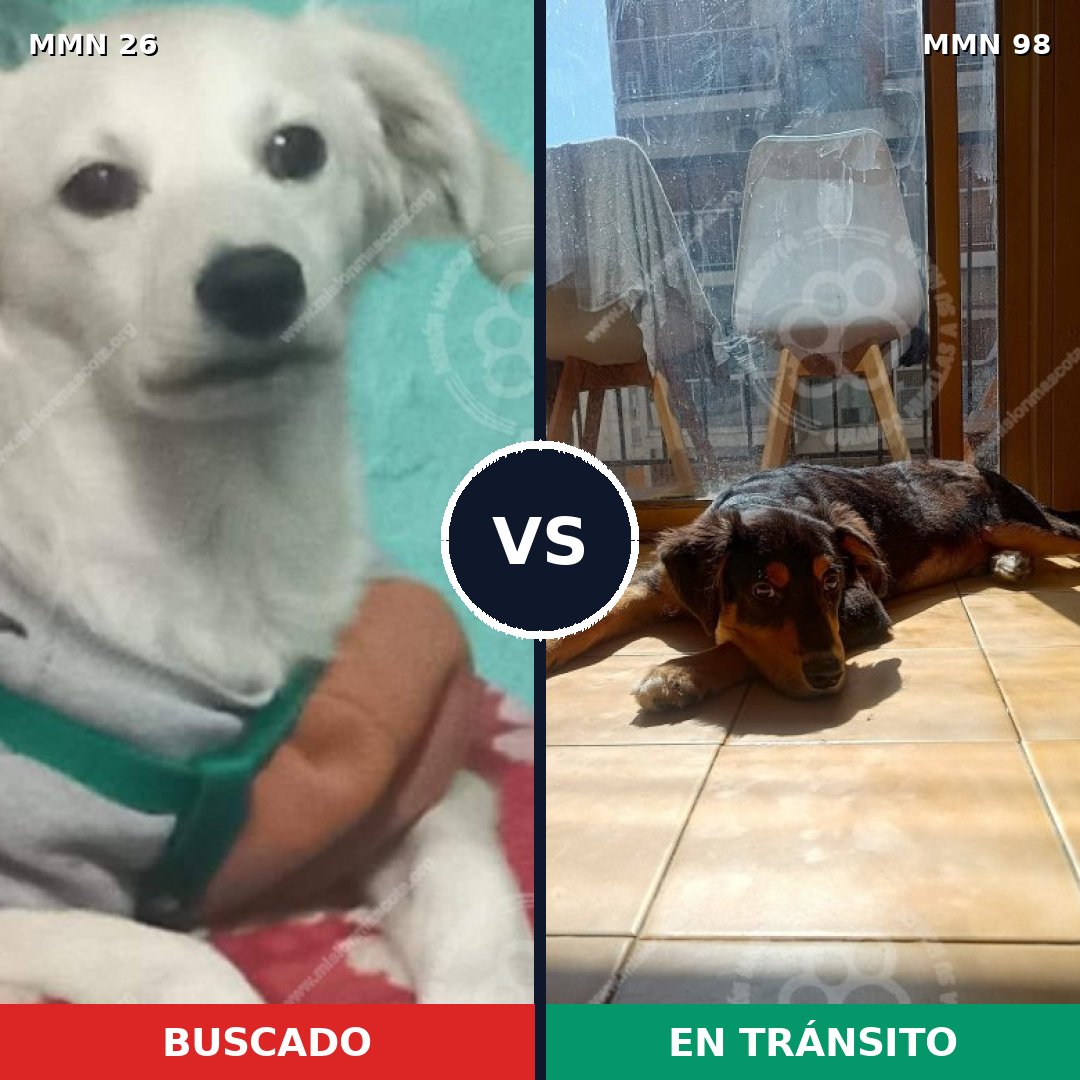 Comparativa MMS 19754: mascota perdida y mascota encontrada, 53% de similitud
