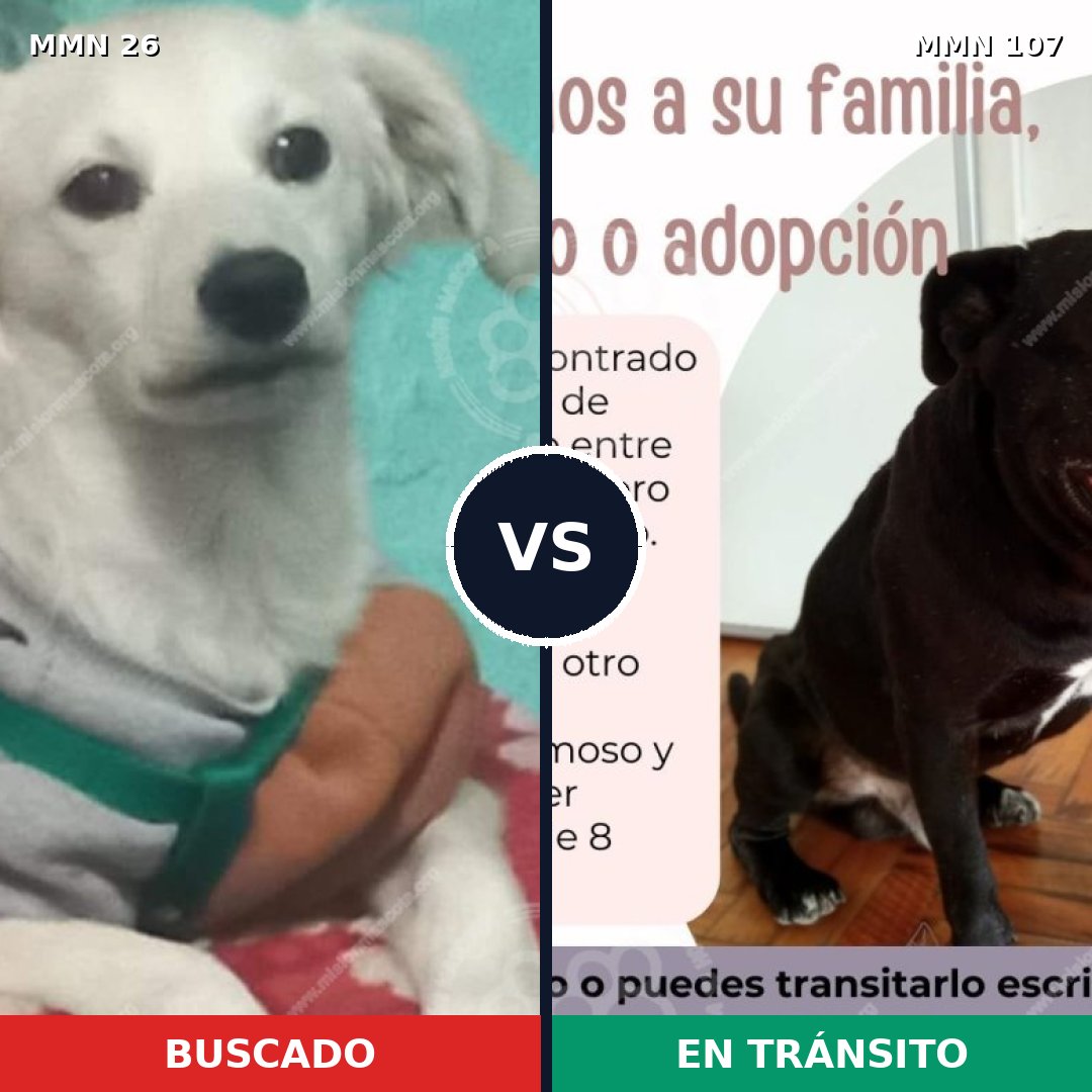 Comparativa MMS 19755: mascota perdida y mascota encontrada, 56% de similitud