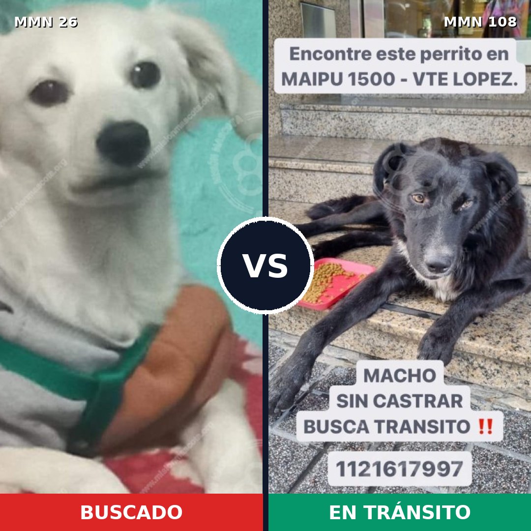 Comparativa MMS 19756: mascota perdida y mascota encontrada, 58% de similitud