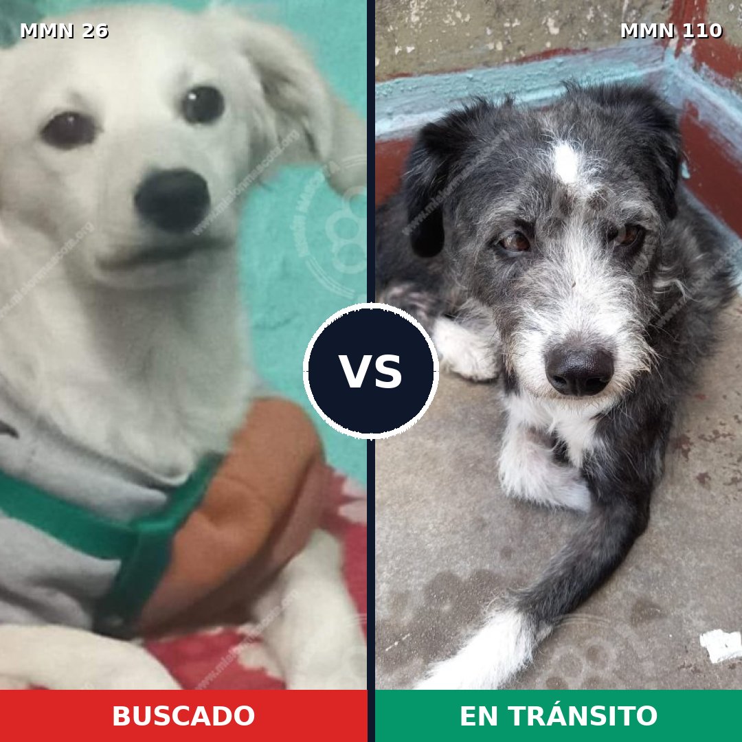 Comparativa MMS 19757: mascota perdida y mascota encontrada, 60% de similitud