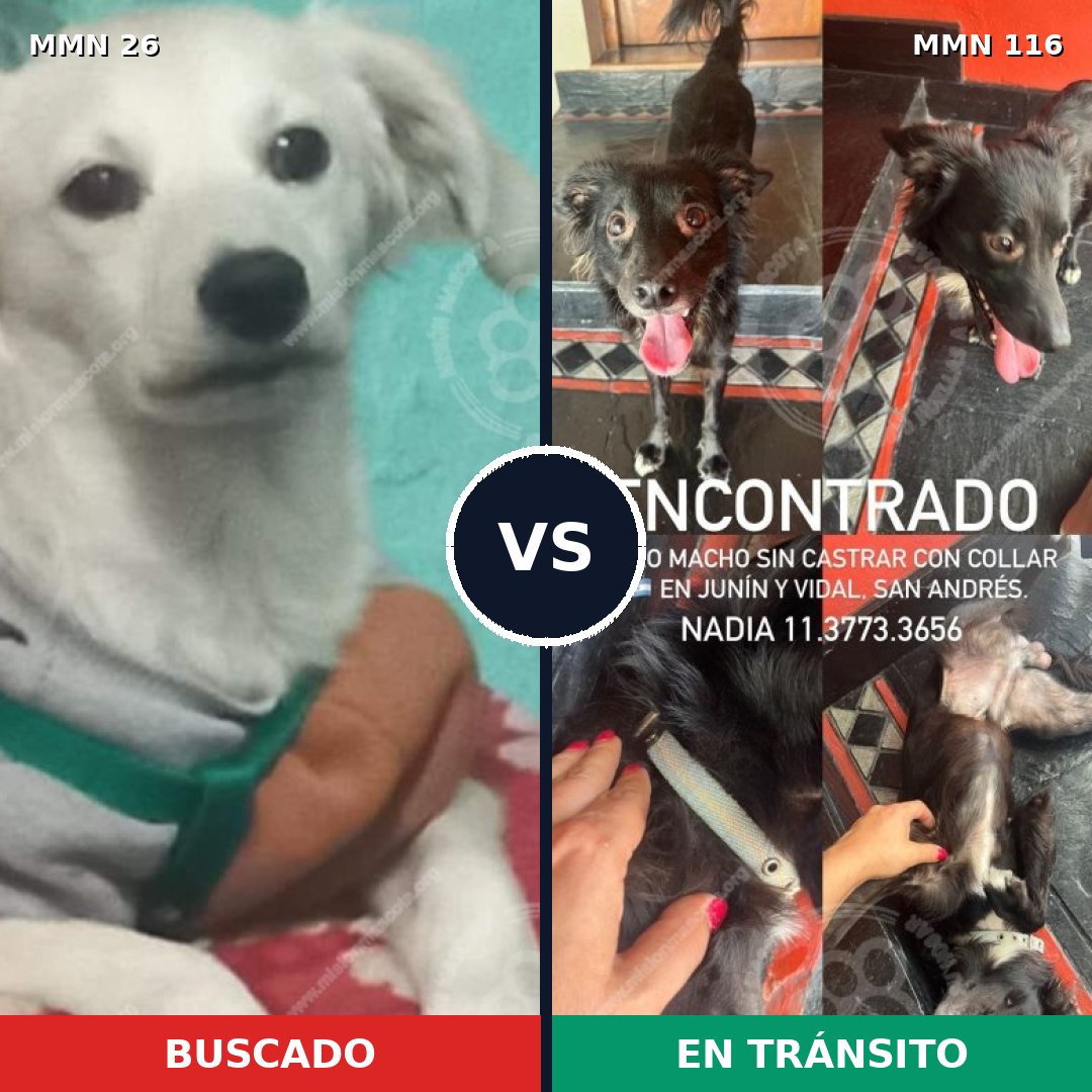 Comparativa MMS 19758: mascota perdida y mascota encontrada, 60% de similitud