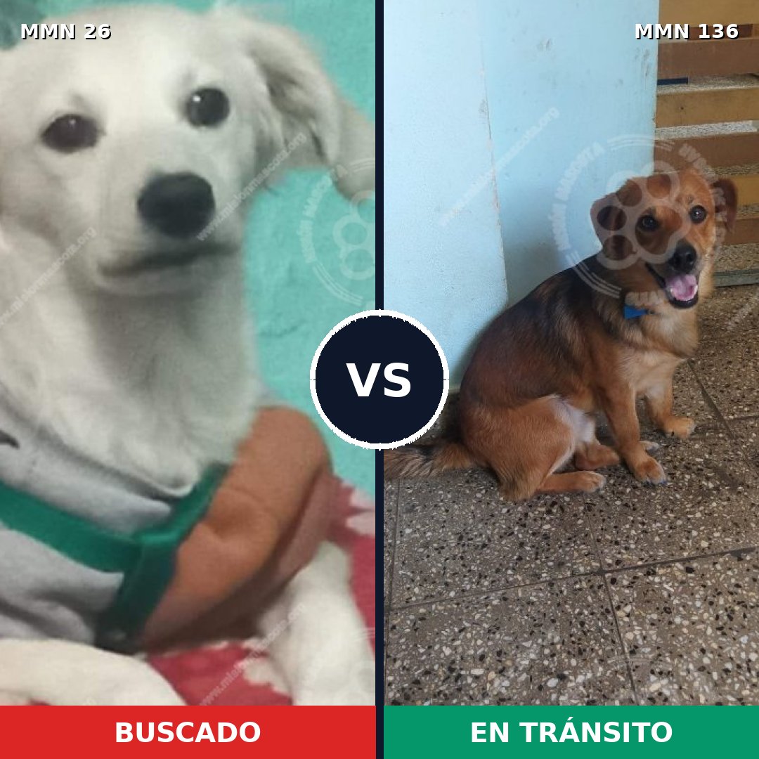 Comparativa MMS 19759: mascota perdida y mascota encontrada, 54% de similitud