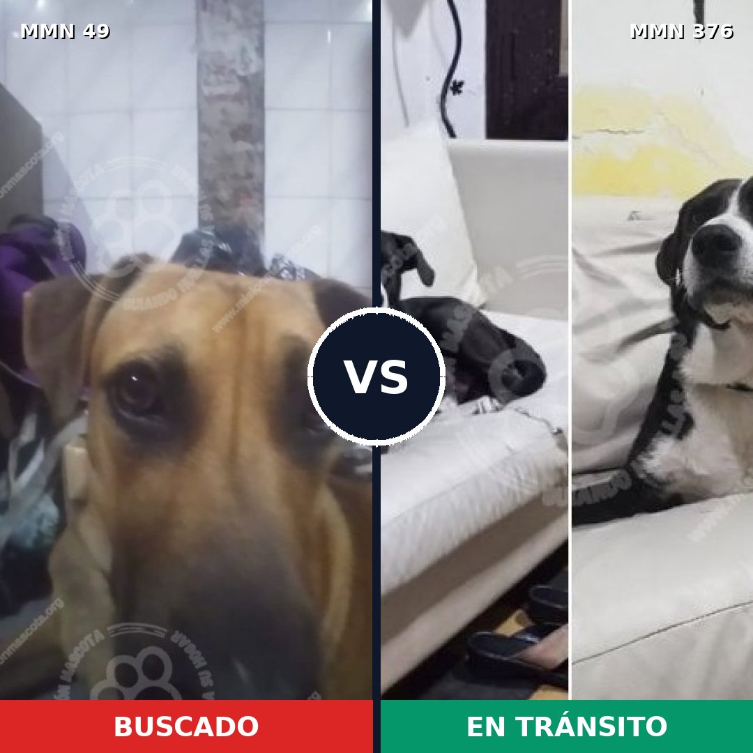 Comparativa MMS 1976: mascota perdida y mascota encontrada, 58% de similitud