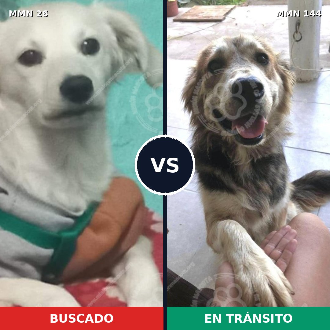 Comparativa MMS 19760: mascota perdida y mascota encontrada, 60% de similitud