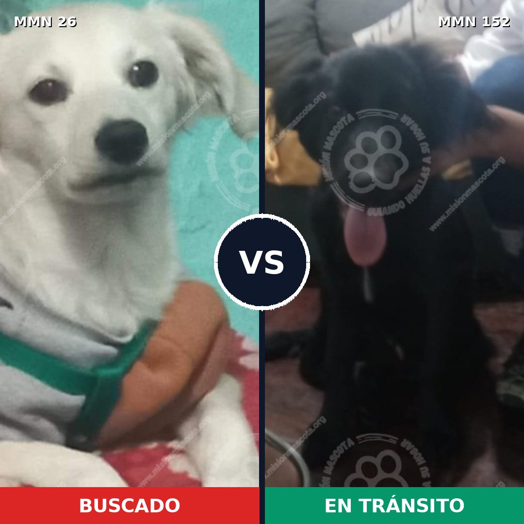 Comparativa MMS 19761: mascota perdida y mascota encontrada, 56% de similitud