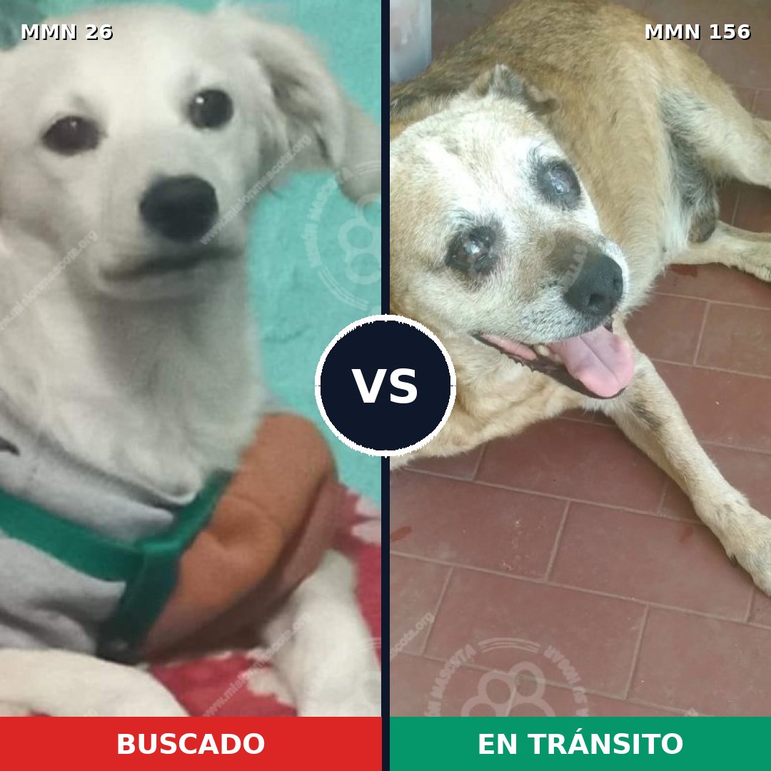 Comparativa MMS 19762: mascota perdida y mascota encontrada, 59% de similitud