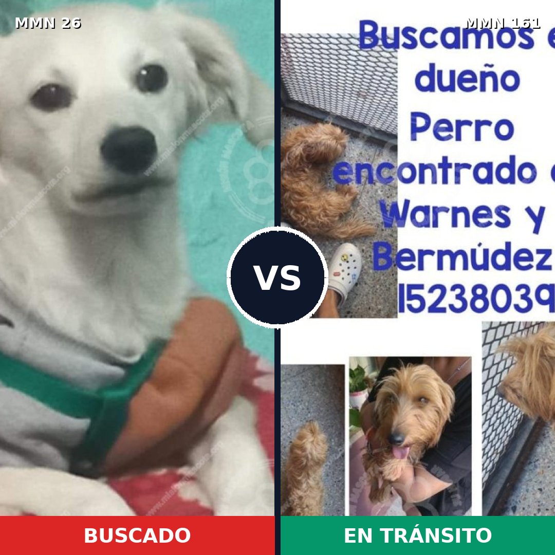 Comparativa MMS 19763: mascota perdida y mascota encontrada, 57% de similitud