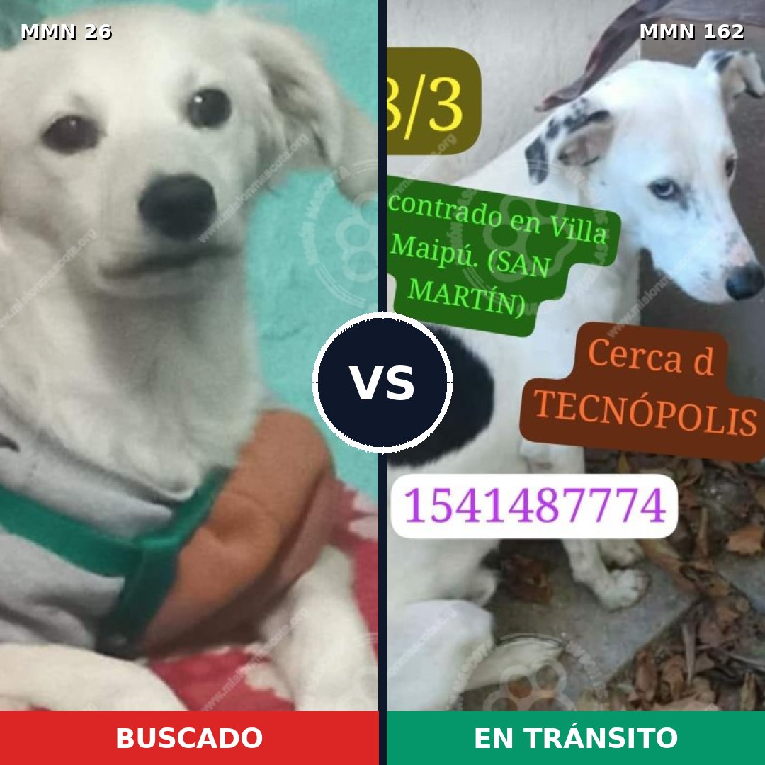 Comparativa MMS 19764: mascota perdida y mascota encontrada, 64% de similitud