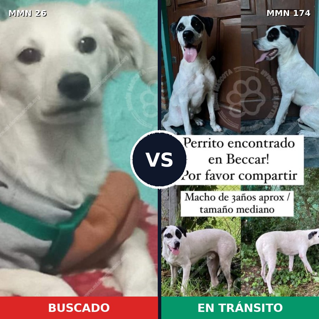 Comparativa MMS 19765: mascota perdida y mascota encontrada, 61% de similitud