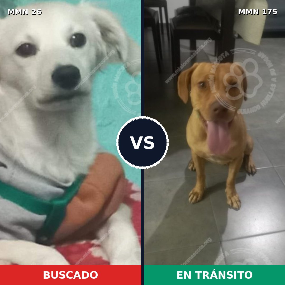 Comparativa MMS 19766: mascota perdida y mascota encontrada, 61% de similitud