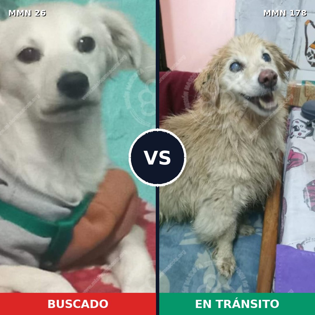 Comparativa MMS 19767: mascota perdida y mascota encontrada, 62% de similitud