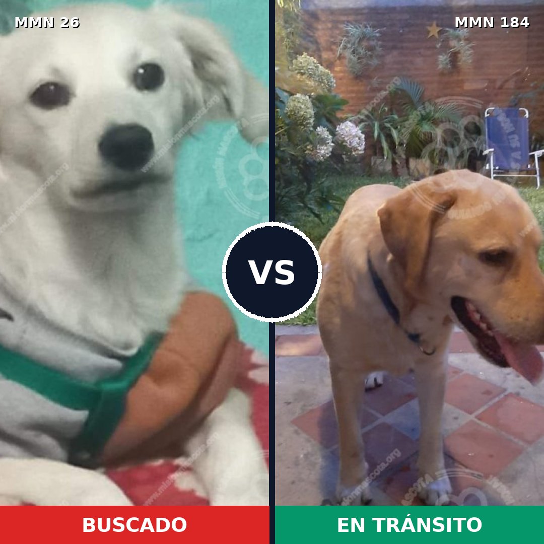 Comparativa MMS 19768: mascota perdida y mascota encontrada, 49% de similitud