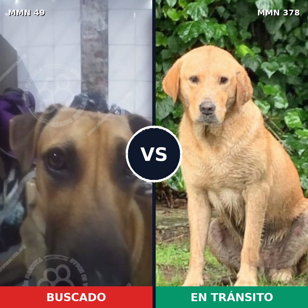 Comparativa MMS 1977: mascota perdida y mascota encontrada, 41% de similitud
