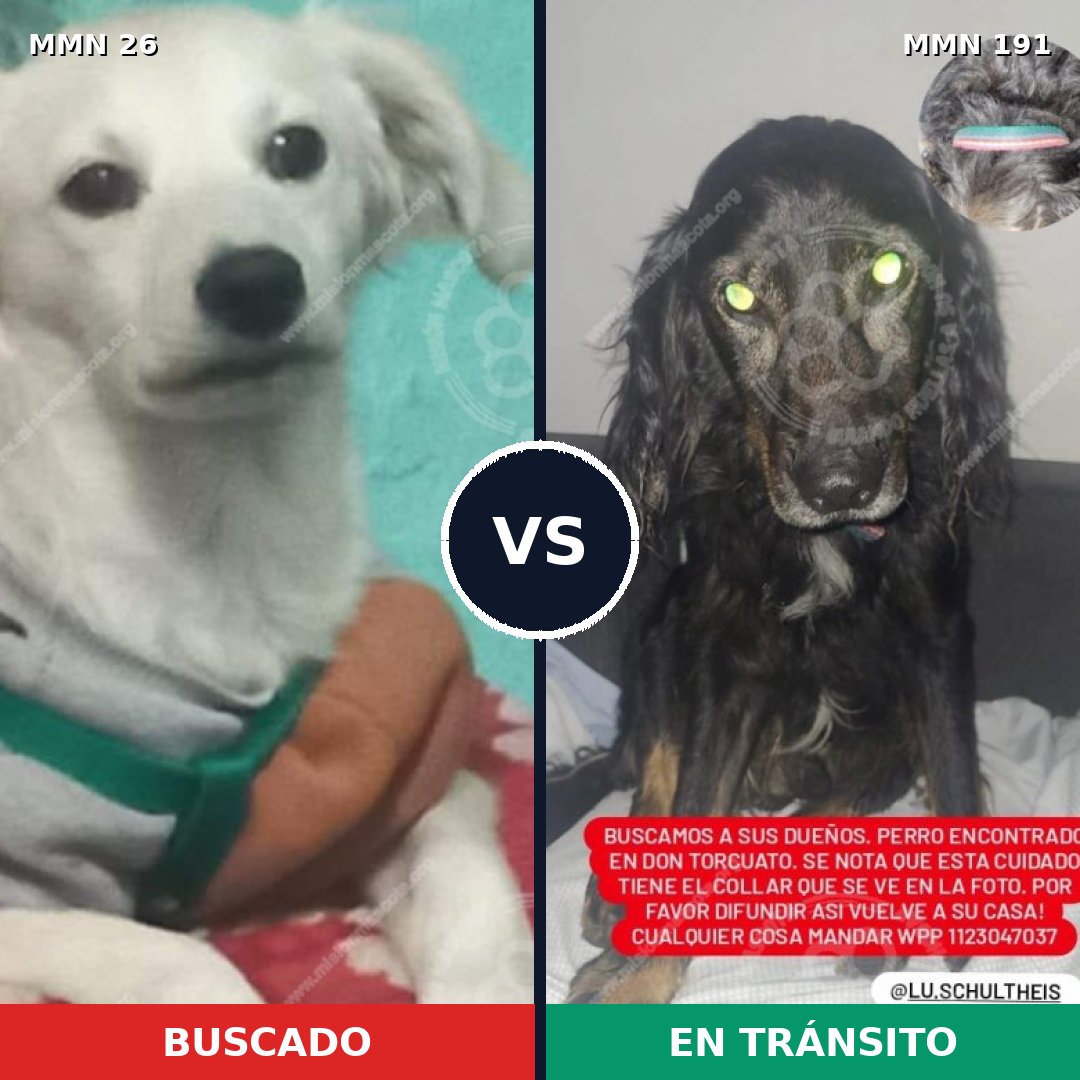Comparativa MMS 19770: mascota perdida y mascota encontrada, 60% de similitud